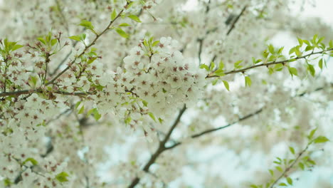 cherry blossoms in full bloom, delicate flowers on tree branches in hamilton, canada