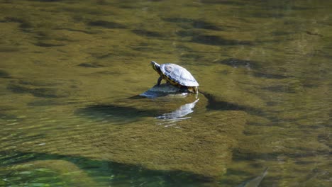 yellow bellied slider resting on a stone in a pond in south korea