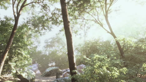 beautiful green forest glade in a light of sun