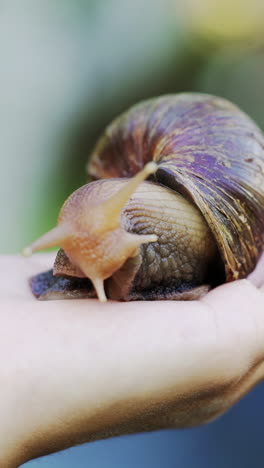 close-up of snail achatina fulica on the palm of a man. domestic shellfish with healing mucus.. vertical video