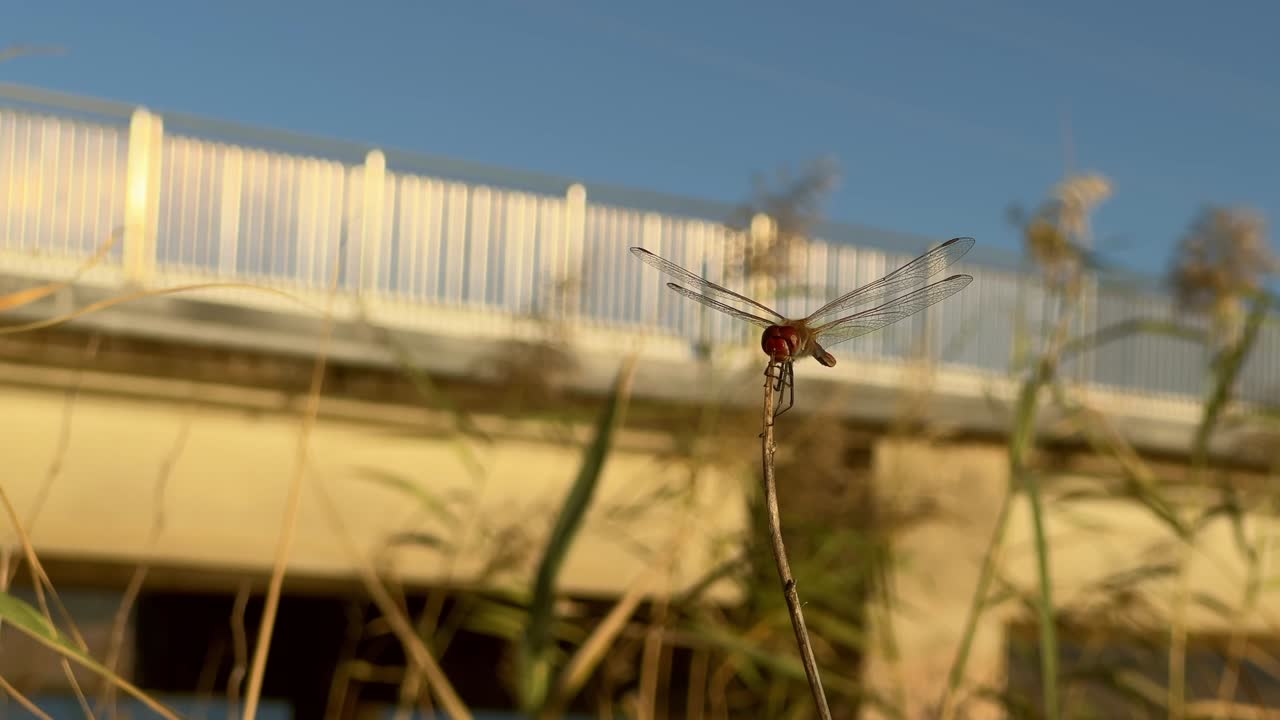 Close-up view of a dragonfly perched delicately on a branch, with a soft golden sunset and a distant bridge in the background