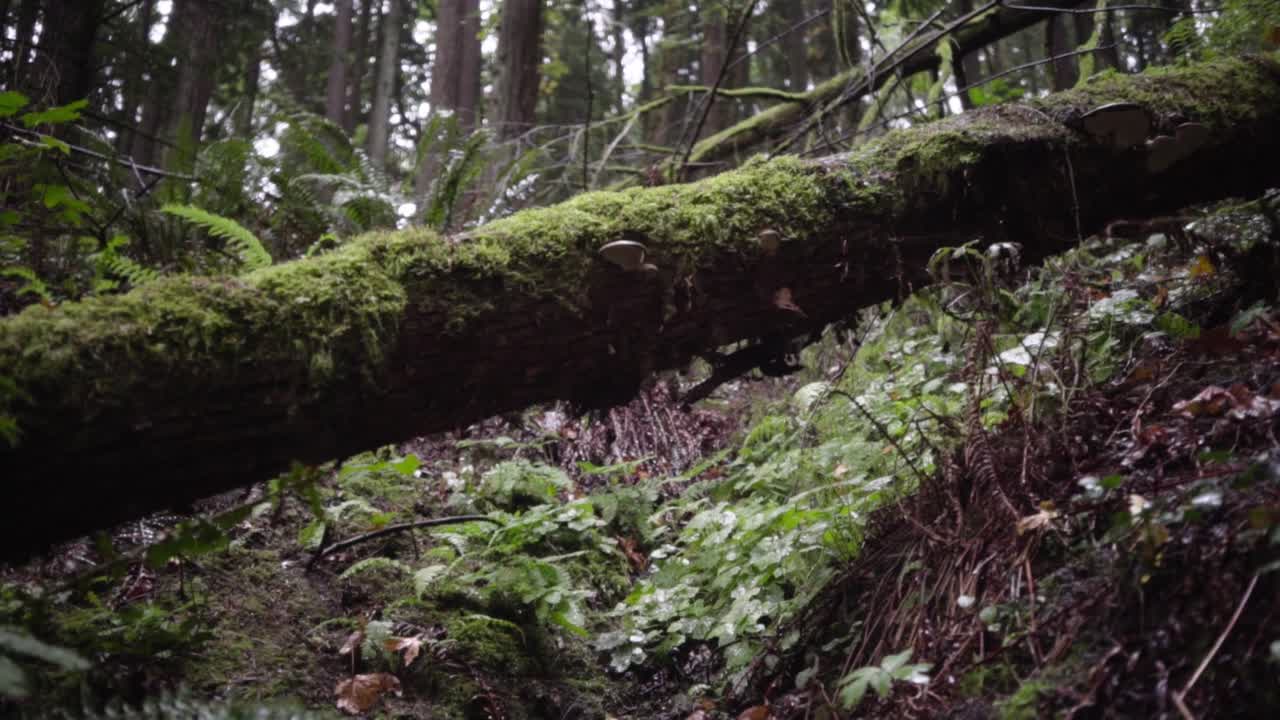 tronco de árbol lluvioso