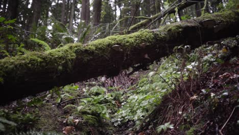 Rainy-tree-trunk