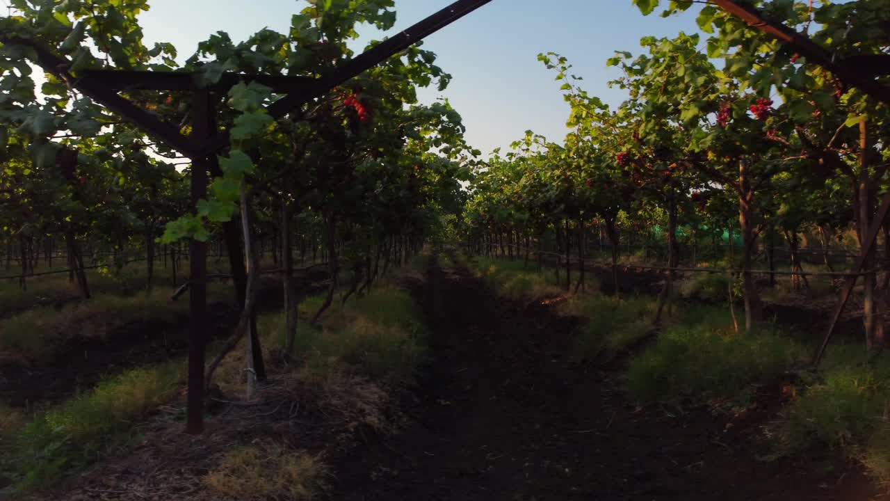 Rows of grape plants at vineyard landscape in harvesting season, Gimbal shot