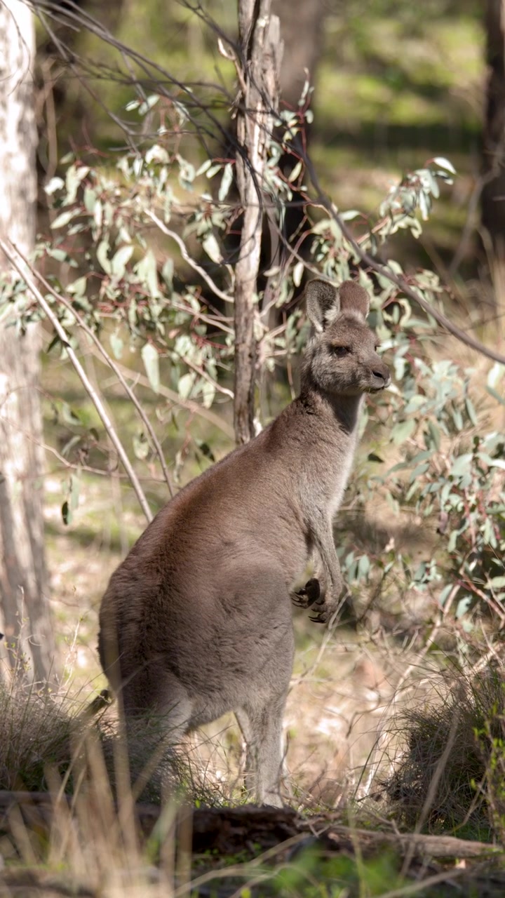Un canguro grigio orientale sta all'erta nella boscaglia illuminata dal sole prima di saltare via nel Parco Nazionale Warrumbungle.