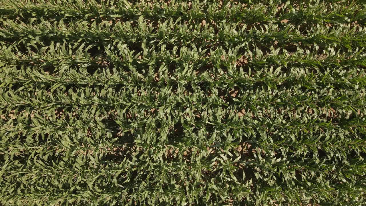 중부 유럽의 화창한 오후에 따뜻한 여름 바람에 흔들리는 옥수수 식물의 정적인 하향식 전망