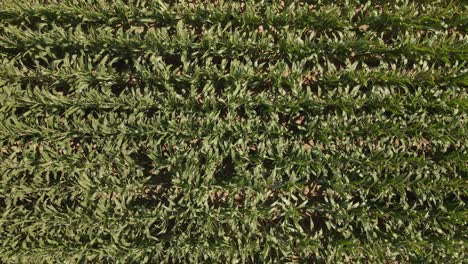 Vista-Estática-De-Arriba-Hacia-Abajo-De-Las-Plantas-De-Maíz-Ondeando-En-El-Cálido-Viento-De-Verano-En-Una-Tarde-Soleada-En-Europa-Central