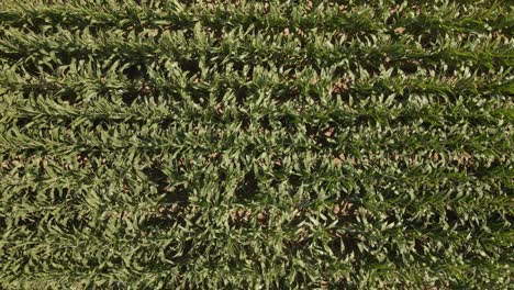 vista estática de arriba hacia abajo de las plantas de maíz ondeando en el cálido viento de verano en una tarde soleada en europa central