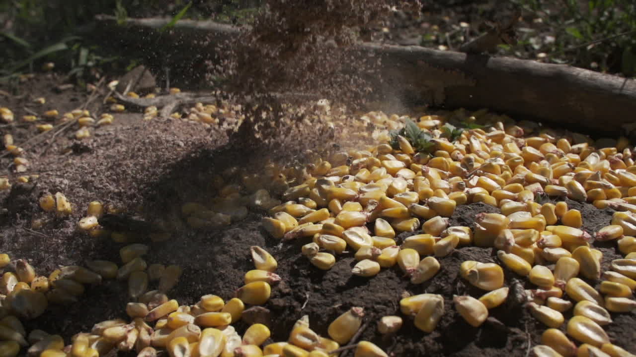 deer corn being poured out in high speed slow motion