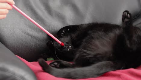 person disturbing the sleeping black cat lying on a leathered sofa in a living room
