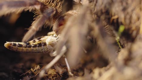 salmon pink bird-eating tarantula comes out and grabs a grasshopper