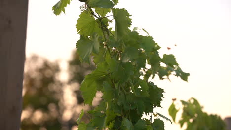 vineyard vine yard grape clusters clusters of green grapes