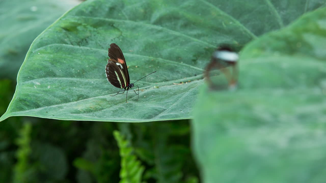 Butterfly Macro 16