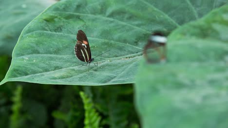 Butterfly-Macro-16