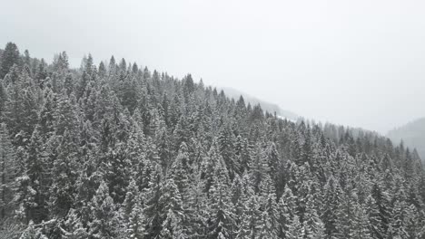 Skimming-over-snow-covered-pine-trees-and-vast-winter-landscape