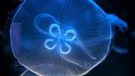 aurelia labiata is a species of moon jellyfish glowing blue in black seawater background