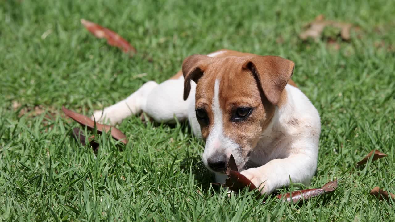 Adorable Jack Russell puppy chewing on a leaf on the grass in autumn