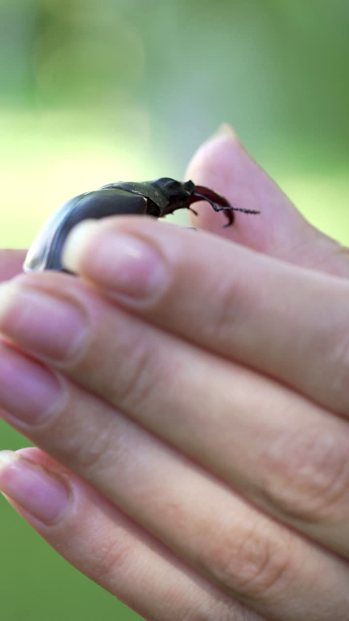 Stag Beetle (Lucanus cervus). The beetle is crawling along the human hand. Vertical video