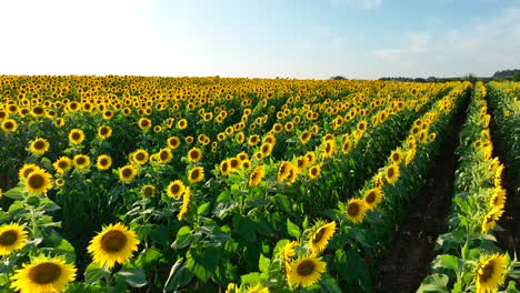 campo de girasoles en flor durante la puesta de sol de finales de verano