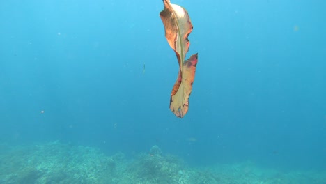 Una-Hoja-Naranja-Flotando-En-Agua-Azul-Clara-Sobre-Un-Arrecife-De-Coral