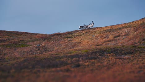 A-pack-of-reindeer-walking-along-the-ridge-of-the-hill-in-the-autumn-tundra
