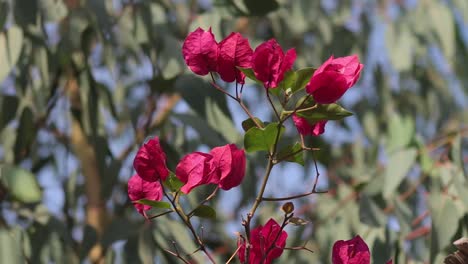 close-up of fuchsia bougainvillea in sunny blue skies