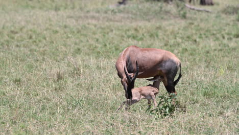 topi  female with her just born calf nursing