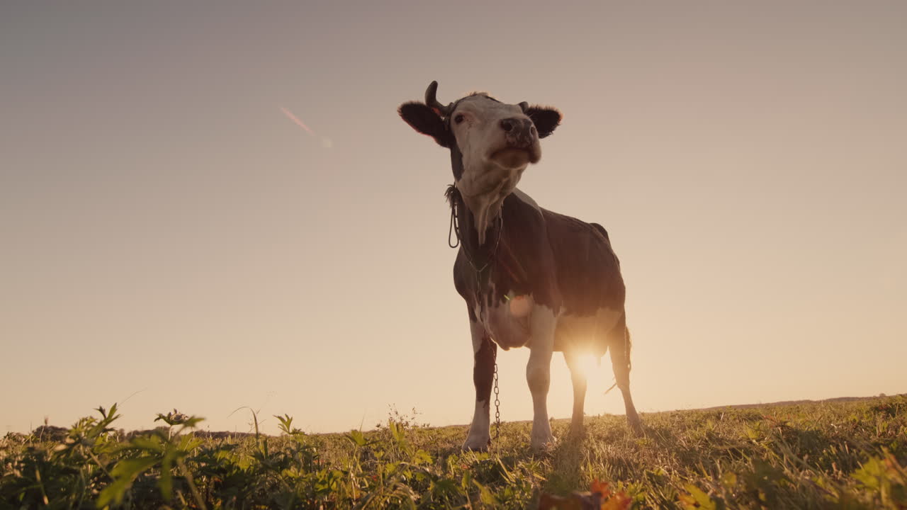 vaca divertida mira fijamente a la cámara 1