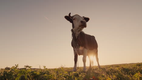 Funny-cow-stares-at-the-camera-1