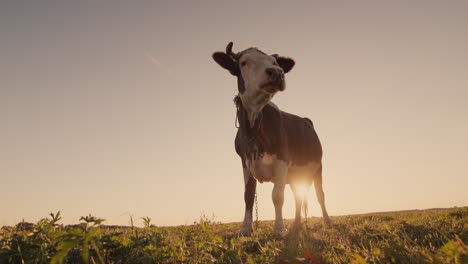 funny cow stares at the camera 1