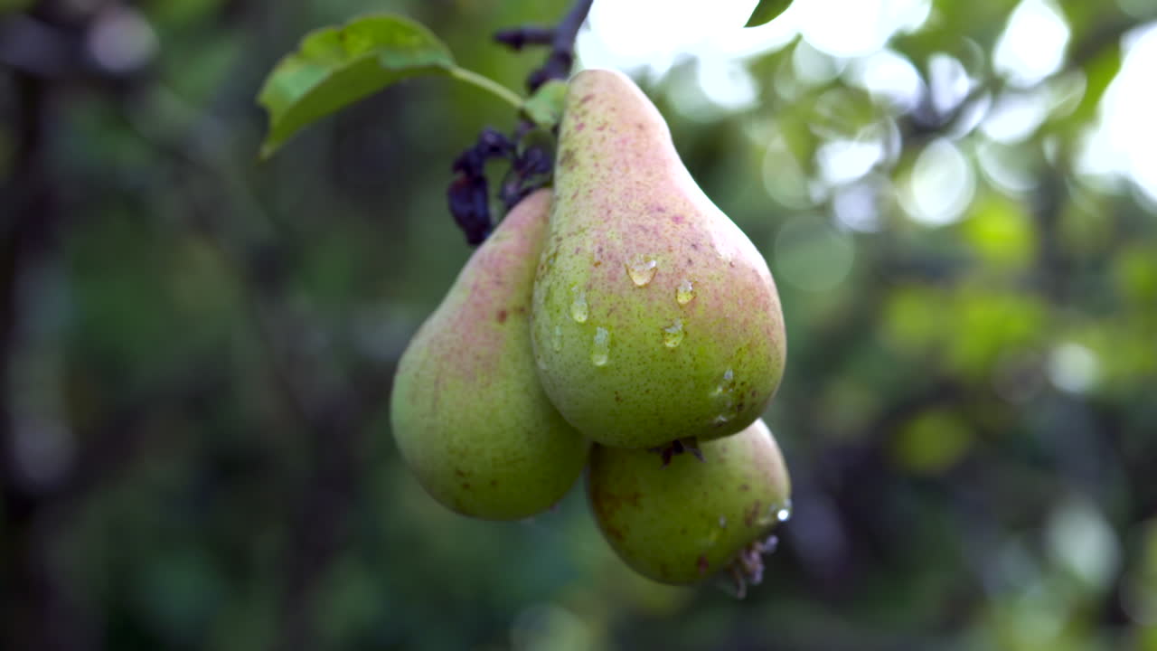 Close up of pears growing on pear tree with water droplets