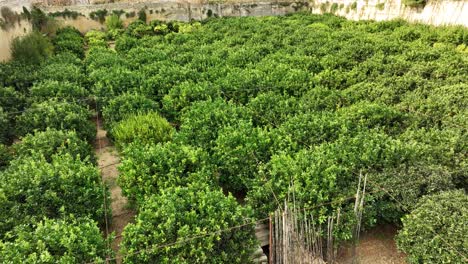 drone glides low to the right above dense orchard rows, revealing vibrant green foliage and the orderly layout of a traditional maltese orchard enclosed by historic limestone walls.