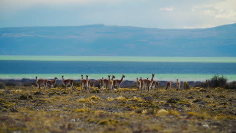 A-herd-of-animals-walks-around-on-a-sparse-piece-of-ground