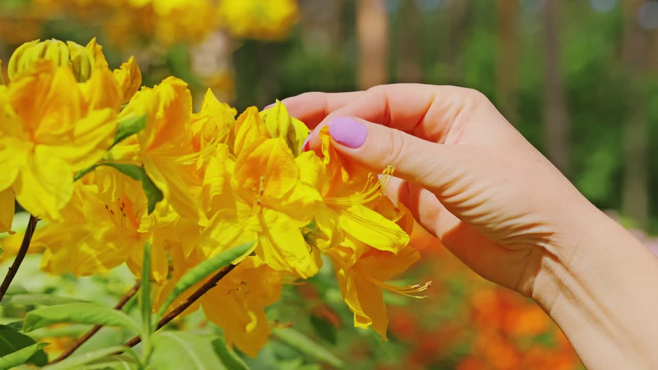 Mano che tocca delicatamente petali di rododendro giallo brillante alla luce del sole, Slow motion