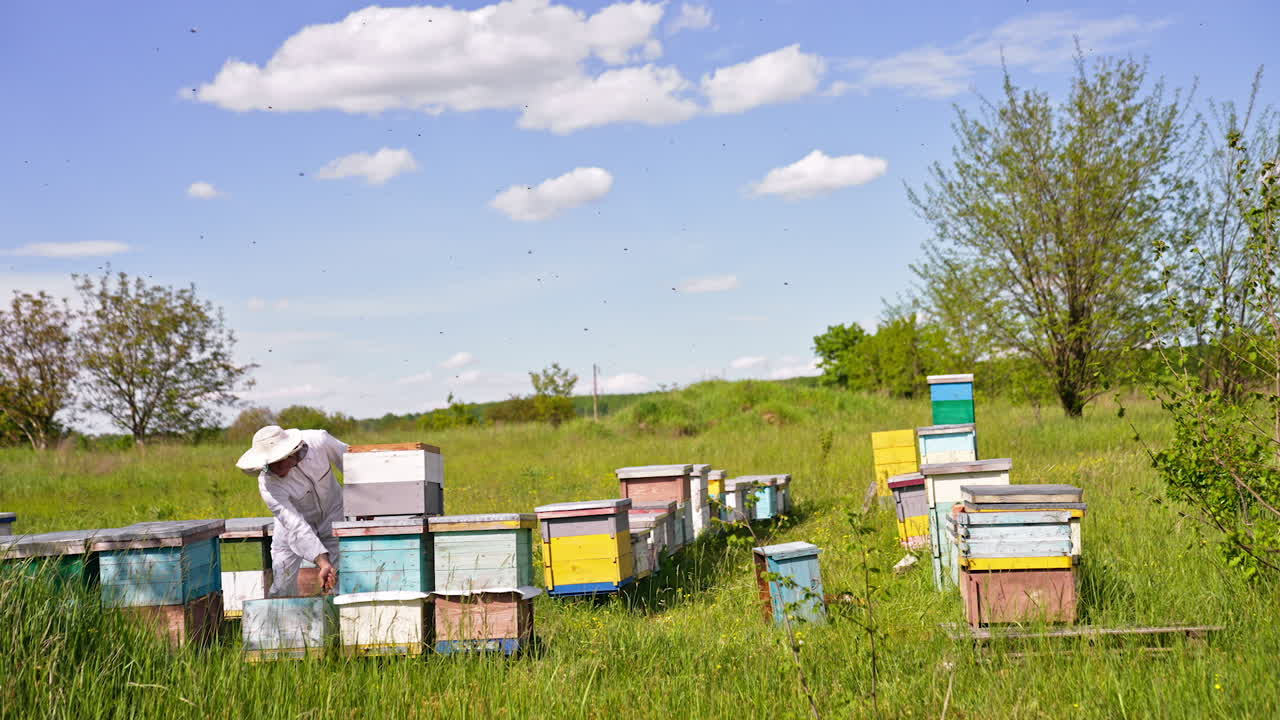 Little private apiary in the nature location. Apiculturist in white clothes bent over the hive and fumigates bees from a smoker. Numerous bee colony flying around him.