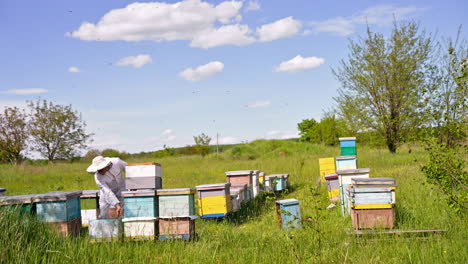 little private apiary in the nature location. apiculturist in white clothes bent over the hive and fumigates bees from a smoker. numerous bee colony flying around him.