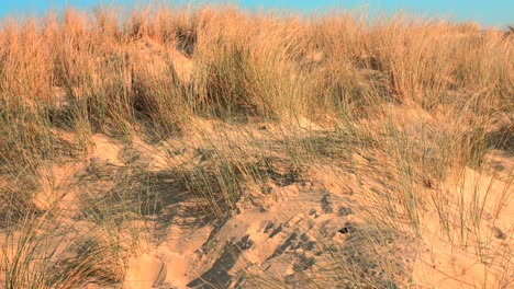 close up shot of grass growing on sand dunes on a bright sunny day