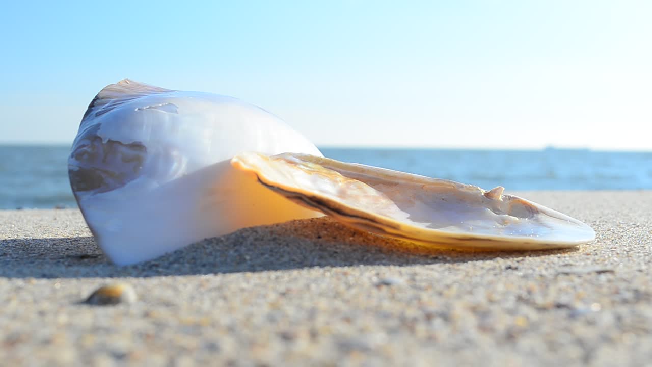 Cockleshells on sand against the background of waves. Shooting on the beach