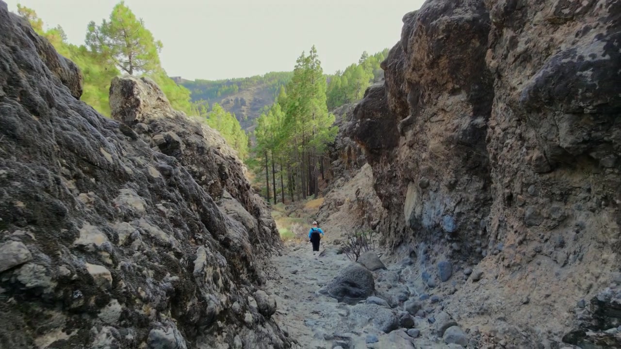 Gran Canaria, Kanarya Adaları'nda kayalık bir kanyondan çam ormanına doğru yürüyüş yapan maceraperest bir doğa yürüyüşçüsü