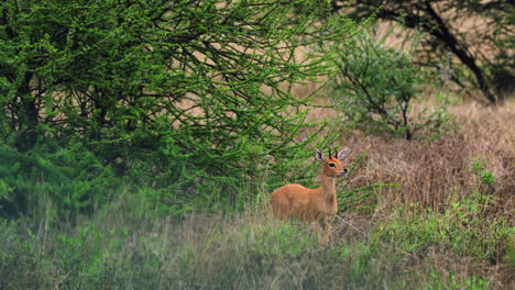 Oribi-En-Las-Praderas-Del-Parque-Nacional-Central-De-Kalahari-En-Botswana---Toma-Amplia