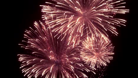 gorgeous multi-colored fireworks display on black night sky seamless loop background for birthday, anniversary, celebration, holiday, new year, party, event and celebrations, invitation.
