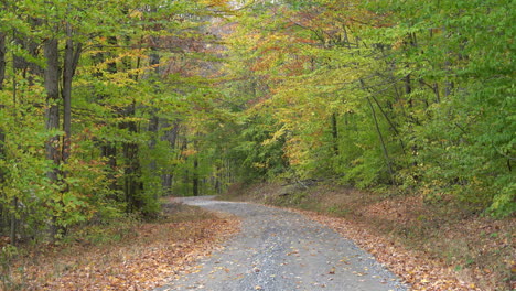 the beauty of the leaves falling in the forest during the beauty of the autumn season