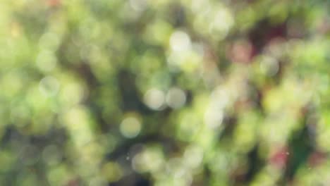 fondo de otoño abstracto con bokeh