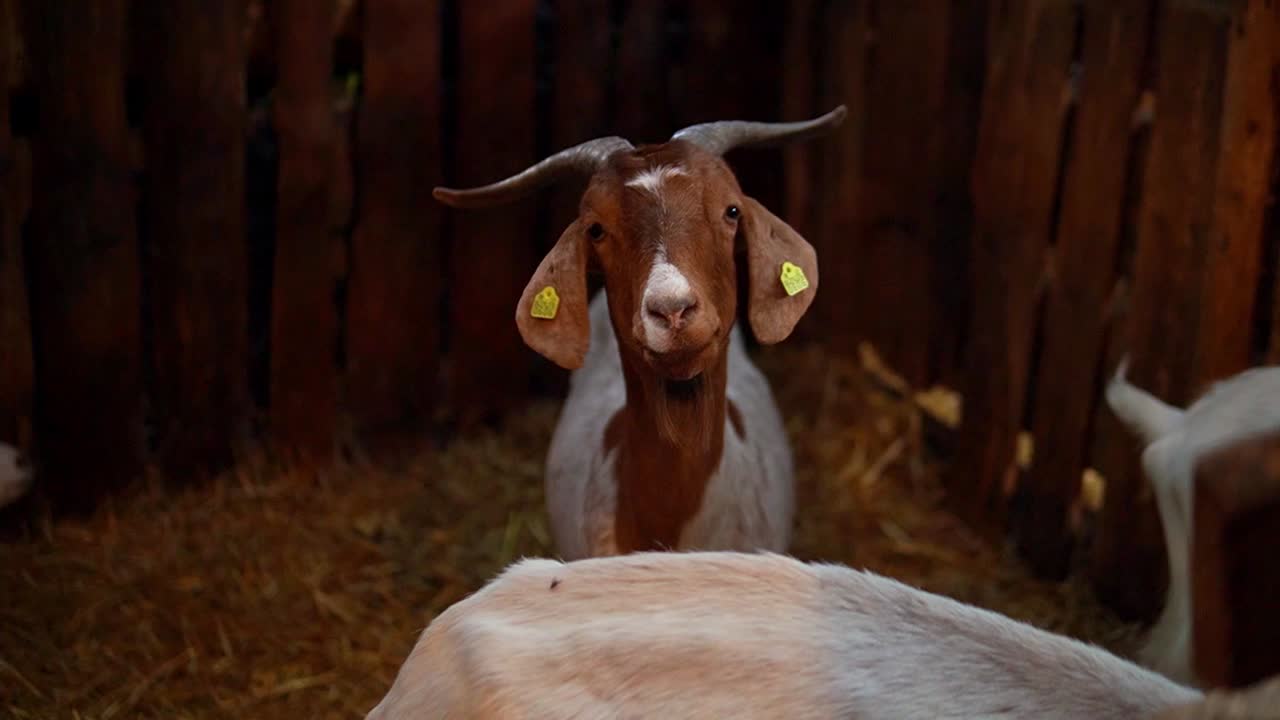 Capra che guarda direttamente nell'obiettivo.