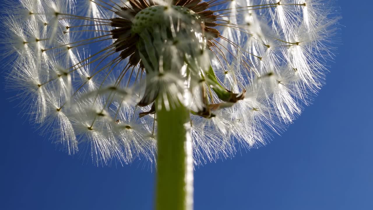 Lavvinkel nærbilde av en løvetann mot en klar blå himmel, som fanger delikate detaljer