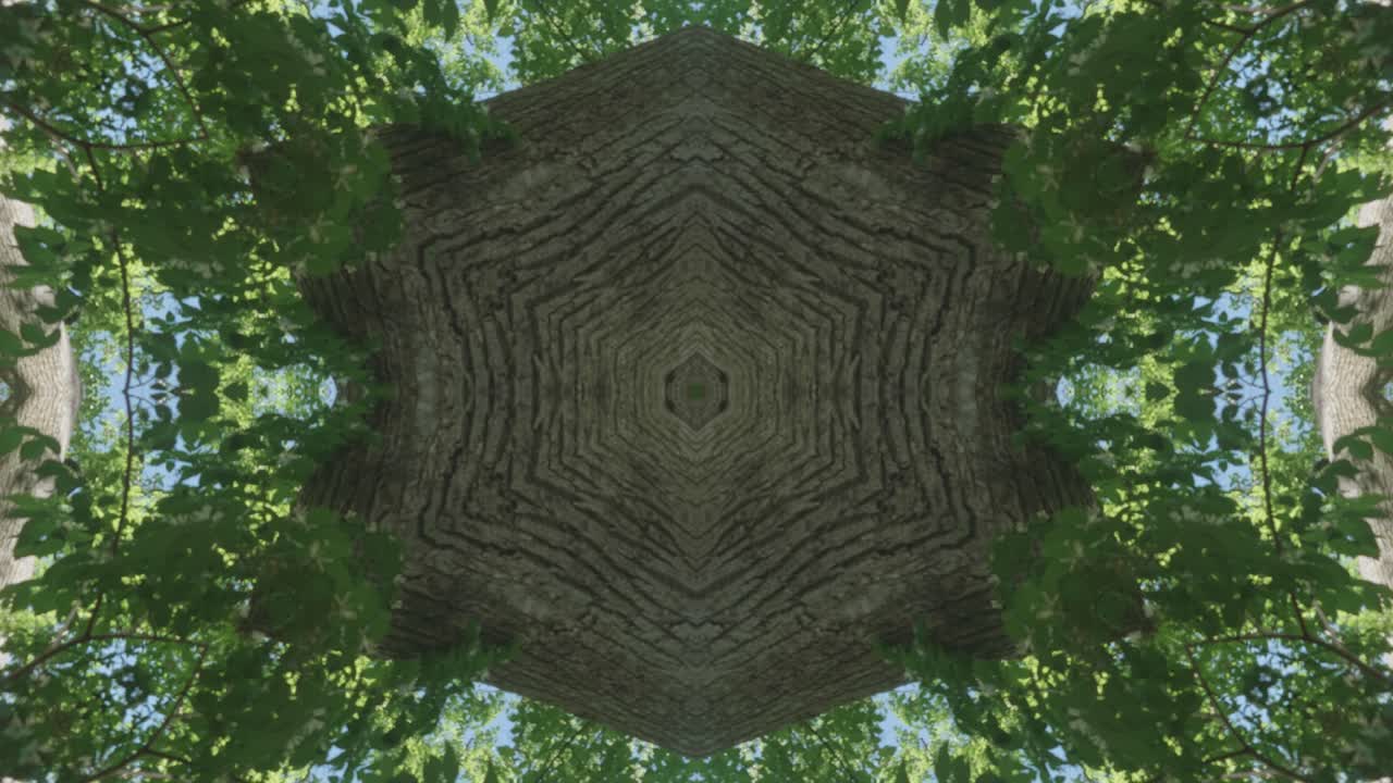 caleidoscopio de vegetación usando imágenes de bosque de wissahickon creek, philadelphia, #26