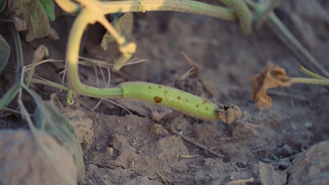 Close up of a flood damaged green plant stem in dry soil in Jalalpur Pirwala Punjab Pakistan