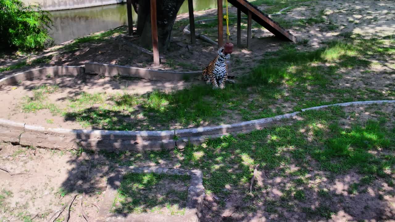 ilt up shot capturing a majestic Leopard sitting calmly in its rustic outdoor habitat, enjoying a blood popsicle as a form of enrichment, under the shade of trees