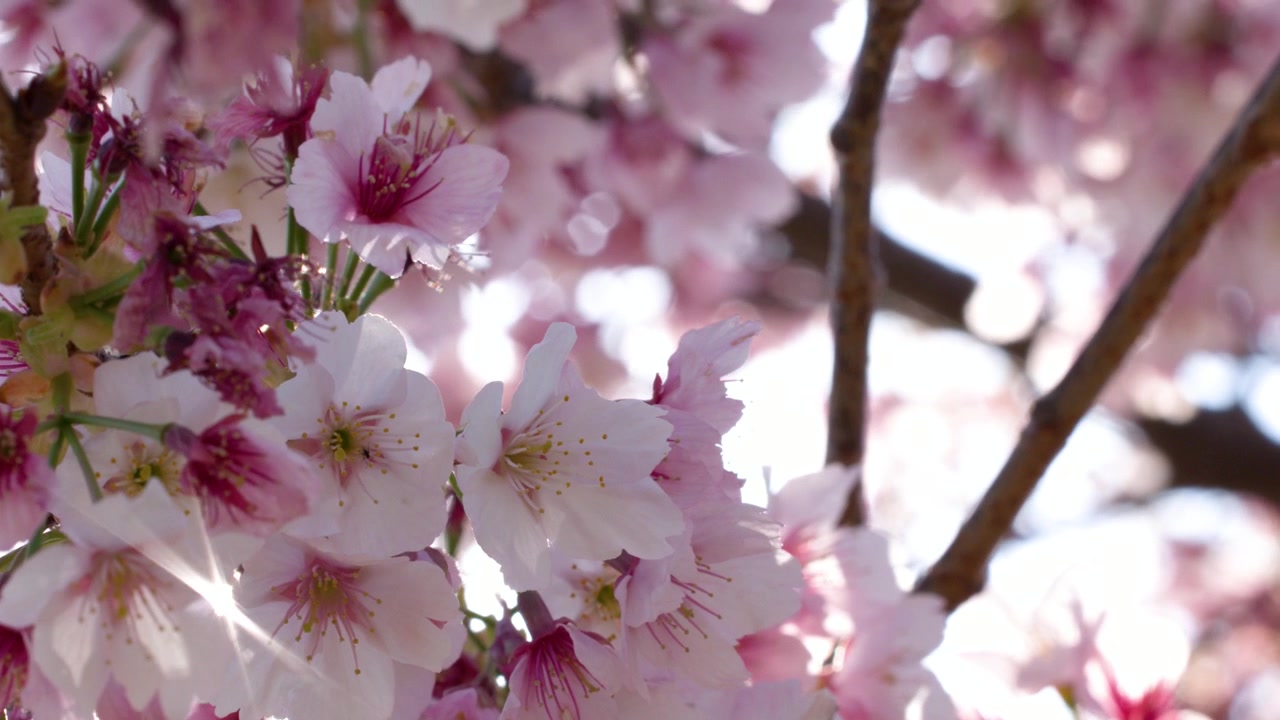 Primo piano di fiori di ciliegio rosa che sbocciano su un ramo d'albero
