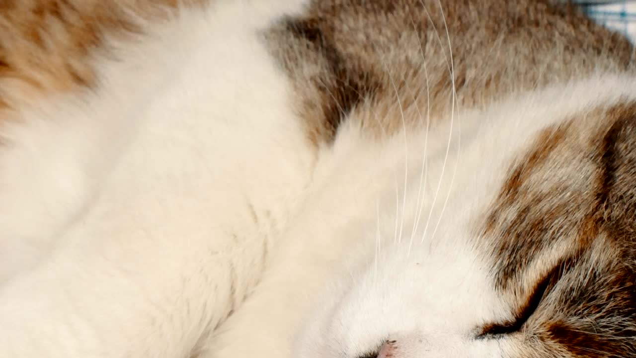 집안 고양이가 베개 근처에서 축복받은 잠을 자고 있습니다.